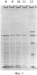 Способ получения протективного антигена и белка s-слоя ea1 из аспорогенного рекомбинантного штамма b. anthracis 55 тпа-1spo- (патент 2492241)