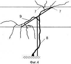 Способ ведения виноградного куста (патент 2562524)
