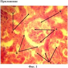 Способ уменьшения нефротоксичности ацетата свинца (патент 2458410)