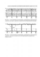 Способ ведения и формирования виноградных кустов (патент 2612207)
