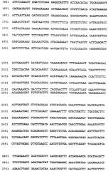Олигонуклеотиды для ингибирования экспрессии eg5 человека (патент 2249458)