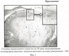 Способ моделирования остеоартроза височно-нижнечелюстного сустава (патент 2463669)