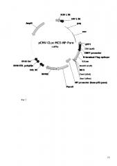 Репортерная система на основе лентивирусных репортерных конструкций для изучения белок-белковых взаимодействий (патент 2639539)