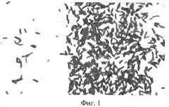Штамм gluconacetobacter sucrofermentans -продуцент бактериальной целлюлозы (патент 2523606)