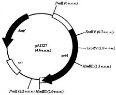 Способ производства l-аминокислот посредством ферментации (патент 2268941)