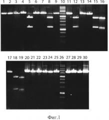 Штамм бактерий plantibacter flavus 3kz - продуцент метилзависимой сайт-специфической эндонуклеазы pfsi (патент 2593723)
