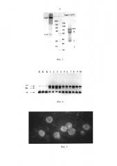 Фракция днк-гидролизующих секреторных иммуноглобулинов класса а, обладающая избирательной апоптотической активностью по отношению к раковым клеткам человека (патент 2605321)
