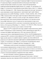 Способ получения l-аминокислот с использованием бактерии, принадлежащей к роду escherichia (патент 2312893)