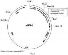 Рекомбинантная плазмидная днк pgg-1, кодирующая полипептид проинсулина glargin человека и штамм бактерий escherichia coli bgg18 - продуцент рекомбинантного проинсулина glargin (патент 2325440)