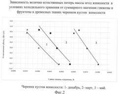 Способ прогнозирования хранения плодово-ягодной продукции (варианты) (патент 2485754)