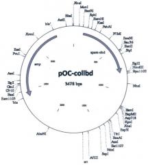 Рекомбинантный белок collbd-cbd, рекомбинантная плазмида pос-collbd, штамм escherichia coli - продуцент рекомбинантного белка collbd-cbd, способ получения рекомбинантного белка collbd-cbd (патент 2408726)