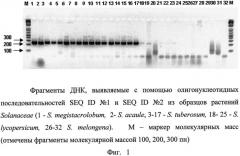 Высокоспецифичный днк-маркер, используемый в качестве эндогенного референсного контроля для обнаружения геномной днк картофеля в растительном материале и пищевых продуктах, в том числе при идентификации гмо (патент 2539756)