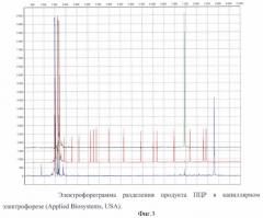 Способ определения гаплотипического полиморфизма участка аутосомной днк индивидуума (патент 2432398)