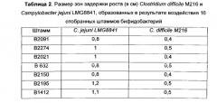Пробиотический бактериальный штамм (варианты) и симбиотическая композиция, содержащая штамм, для детского питания (патент 2624043)