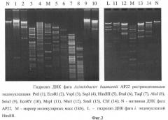 Штамм бактериофага acinetobacter baumannii ар22 для идентификации бактерий acinetobacter baumannii при бактериологическом анализе клинического материала и для получения препарата против внутрибольничных a.baumannii-инфекций (патент 2439151)