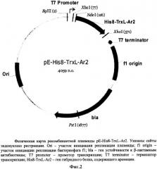 Рекомбинантная плазмидная днк pe-his8-trxl-ar2, кодирующая гибридный белок, содержащий антимикробный пептид ареницин морского кольчатого червя arenicola marina, и штамм escherichia coli bl21(de3)/pe-his8-trxl-ar2 - продуцент гибридного белка, содержащего ареницин (патент 2316590)