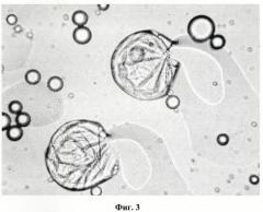 Микрокапсулы с ацетиленкарбамид-полимочевинными полимерами и их композиции для регулированного высвобождения (патент 2443723)