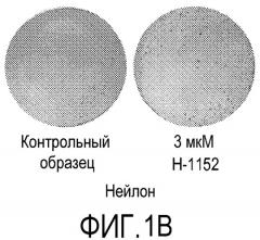 Способы и композиции для закрепления и культивирования клеток на плоских носителях (патент 2547925)