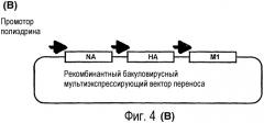 Эффективные вирусоподобные частицы (vlps) гриппа (патент 2369405)