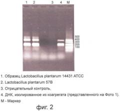 Композиция штаммов рода lactobacillus для производства лекарственного средства (патент 2465320)