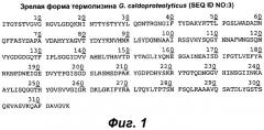Продуцирование термолизина и его вариантов и его использование в жидких детергентах (патент 2536255)