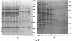 Способ экстракции и разделения саркоплазматических и миофибриллярных белков мяса на фракции методом одномерного электрофореза в полиакриламидном геле (патент 2524546)