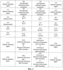 Диагностическая тест-система в формате иммуночипа и способ серологической дифференциальной диагностики сифилиса (патент 2397178)