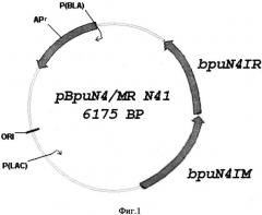 Рекомбинантный штамм бактерий escherichia coli n41 (pbpun4/mr)-продуцент сайт-специфической эндонуклеазы рестрикции bpun4i (патент 2529362)