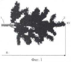 Способ анализа кроны учетной ели по испытаниям хвоинок годичных веточек (патент 2489717)