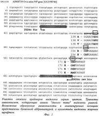 Способ генодиагностики устойчивости овец к скрепи (патент 2303067)