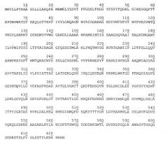 Рекомбинантная плазмидная днк pest877, детерминирующая экспрессию полипептида с активностью эстеразы psychrobacter cryohalolentis к5т на поверхности клеток escherichia coli, и штамм бактерий escherichia coli bl21(de3)plyss/pest877-продуцент полипептида с активностью эстеразы psychrobacter cryohalolentis к5т на поверхности клеток (патент 2526213)