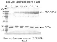 Новый функционально активный, высокоочищенный стабильный конъюгат гранулоцитарного колониестимулирующего фактора (г-ксф) с полиэтиленгликолем с пролонгированным биологическим действием, пригодный для медицинского применения, и иммунобиологическое средство на его основе (патент 2446173)