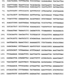 Олигонуклеотиды для ингибирования экспрессии eg5 человека (патент 2249458)