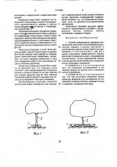 Способ выращивания древесно-кустарниковых растений (патент 1727696)