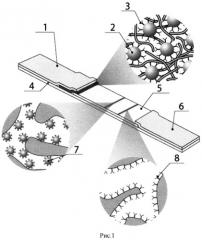 Способ иммунохроматографического определения специфических антител (патент 2545909)