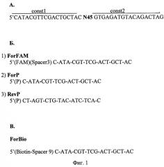 Последовательность днк-аптамеров, связывающаяся с бактериями escherichia coli o157:h7 (патент 2566551)