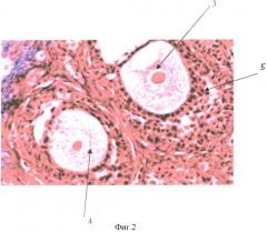 Способ моделирования поликистозных яичников (патент 2337411)