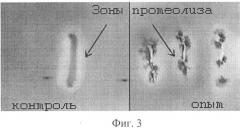 Штамм бактерий bacillus pumilus мк-10 с низкой протеолитической активностью и его применение (патент 2510821)