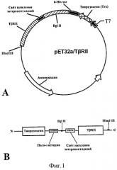 Рекомбинантная плазмидная днк pet-32a, кодирующая ген лиганд-связывающего домена рецептора ii типа трансформирующего фактора роста-  человека (t rii), штамм бактерий escherichia coli - продуцент слитного белка тиоредоксин/t rii и способ ренатурации и очистки целевого белка t rii (патент 2413769)