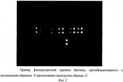 Набор дифференцирующих нуклеотидов и биочип для применения в способе генотипирования маркеров гаплогрупп y-хромосомы человека: m130 (c), м145 (de) (патент 2539733)