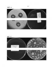 Штамм propionibacterium, обладающий ингибирующей активностью против дрожжей и плесневых грибов (варианты) и его применение (патент 2640255)