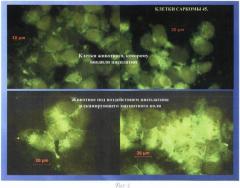 Способ повышения биодоступности цисплатина в саркому -45, индуцированную в эксперименте (патент 2527154)