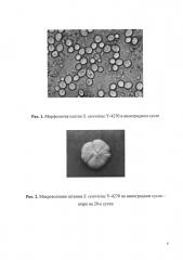 Штамм дрожжей saccharomyces cerevisiae для производства красных столовых вин (патент 2636024)