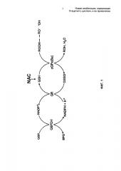 Новая комбинация, содержащая n-ацетил-l-цистеин, и ее применение (патент 2605287)