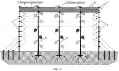 Способ формирования вертикально ориентированного ствола винограда на общей площади его посадки (вариант русской логики) (патент 2537328)