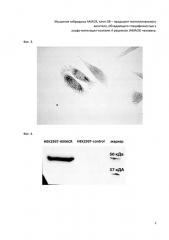 Мышиная гибридома amacr, клон g8 - продуцент моноклонального антитела, обладающего специфичностью к альфа-метилацил-коэнзим a рацемазе (amacr) человека (патент 2636042)