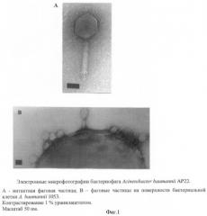 Штамм бактериофага acinetobacter baumannii ар22 для идентификации бактерий acinetobacter baumannii при бактериологическом анализе клинического материала и для получения препарата против внутрибольничных a.baumannii-инфекций (патент 2439151)