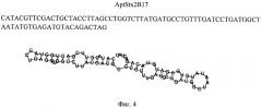 Последовательность днк-аптамеров, связывающая шига-токсин типа 2 (патент 2566552)