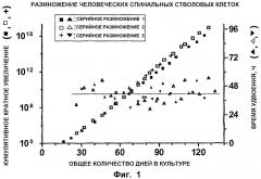 Трансплантация нервных клеток для лечения нейродегенеративных состояний (патент 2434636)