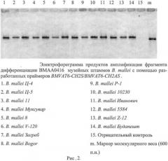 Олигонуклеотидные праймеры для генотипирования b.mallei методом полимеразной цепной реакции (патент 2478715)